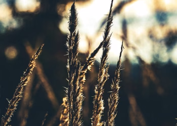 Mastering the Art of Mindful Dating: How to Date with Intention and Purpose