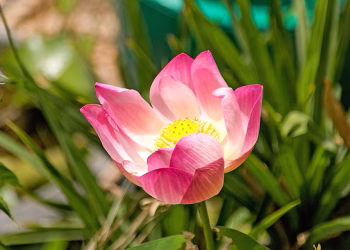 Healing Hearts: A Guide to Moving on and Thriving After a Breakup